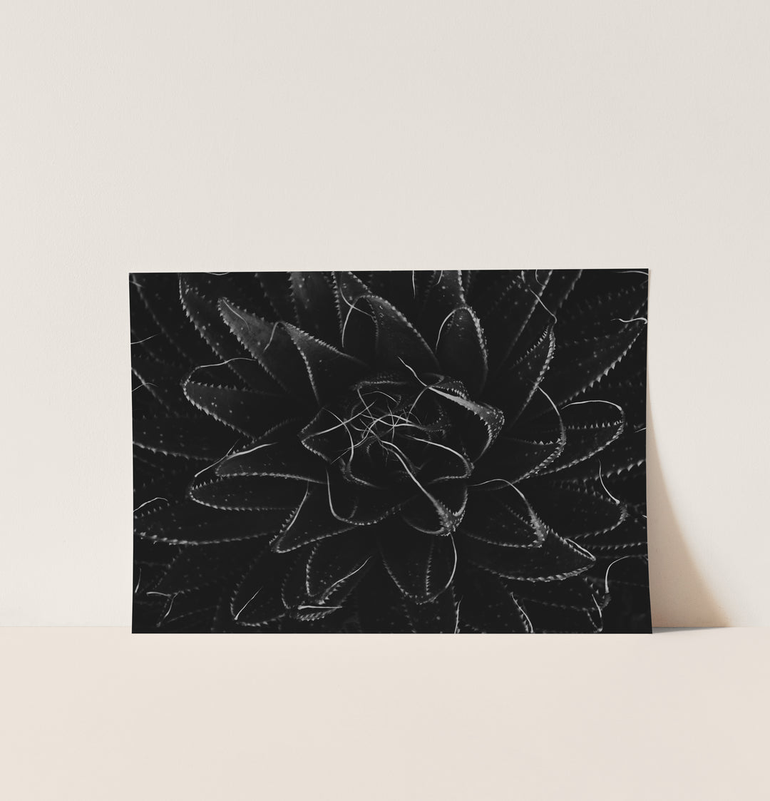 Silence Unfolding – Black & White Aloe Botanical Wall Art (Digital Download)