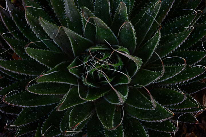 Aloe Unfolding – Moody Botanical Wall Art (Digital Download)