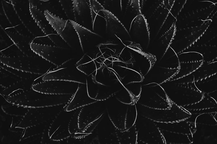 Silence Unfolding – Black & White Aloe Botanical Wall Art (Digital Download)