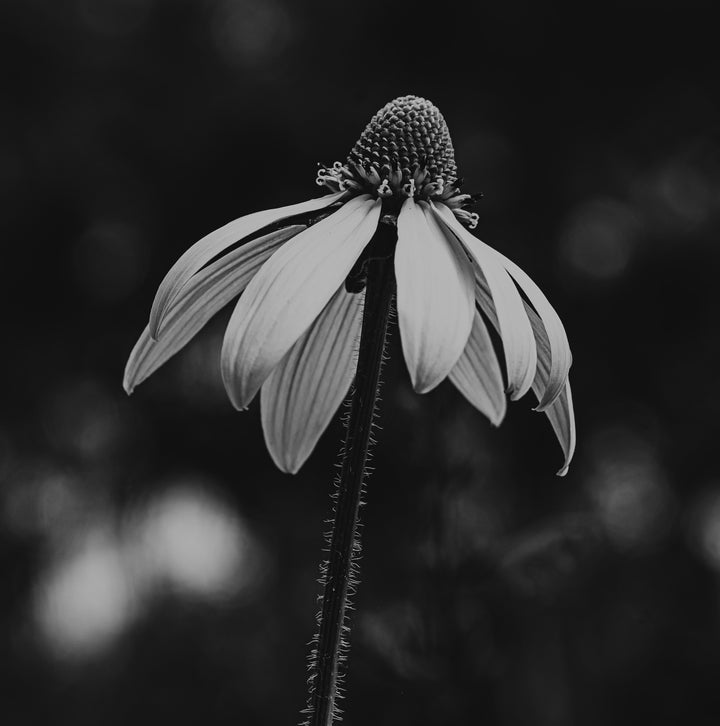 Solitary Bloom – Black & White Botanical Wall Art (Digital Download)