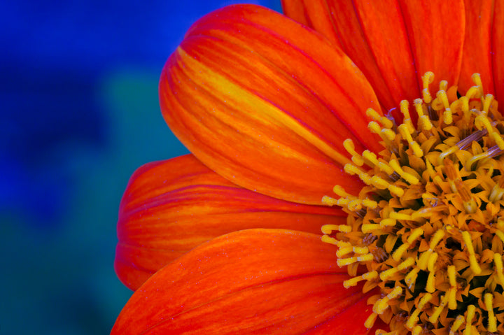 Epitome of Joy – Vivid Floral Wall Art (Digital Download)