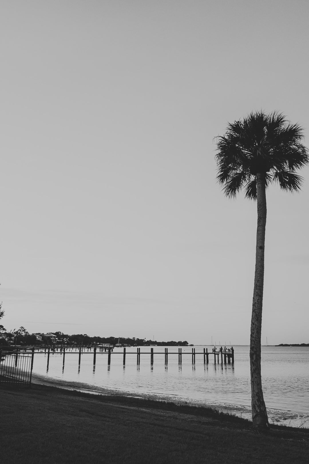 Silent Shoreline – B&W Palm Tree Coastal Wall Art (Digital Download)