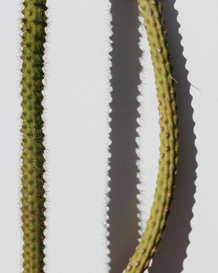 Spilling Shadows – Minimal Cactus Wall Art (Digital Download)