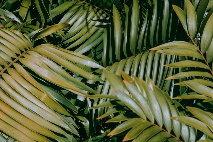 botanical art Close-up of green palm leaves