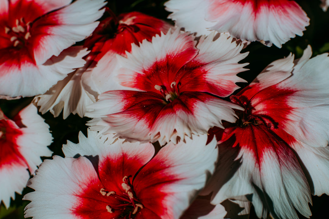 Close-up digital art print of red and white dianthus flowers with painterly contrast and natural texture — downloadable floral wall art