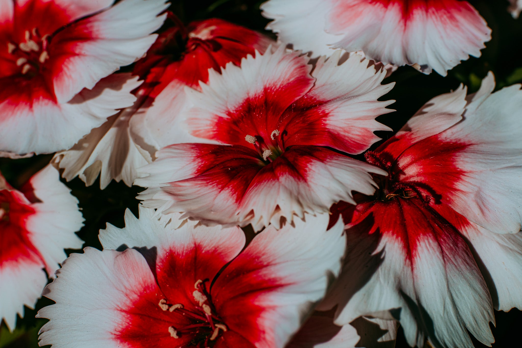 Close-up digital art print of red and white dianthus flowers with painterly contrast and natural texture — downloadable floral wall art