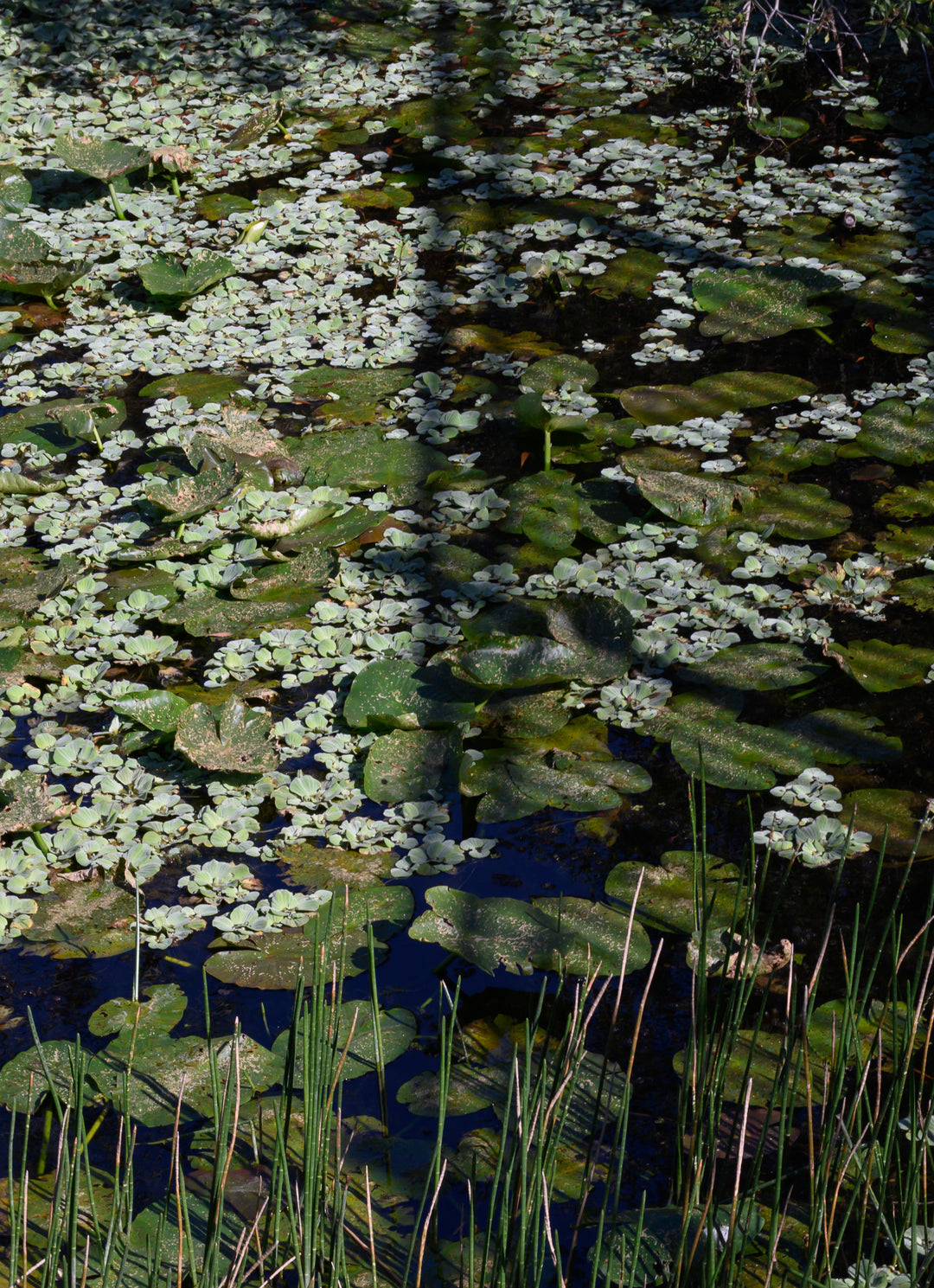 Verdant Design – Botanical Water Garden Wall Art (Digital Download)