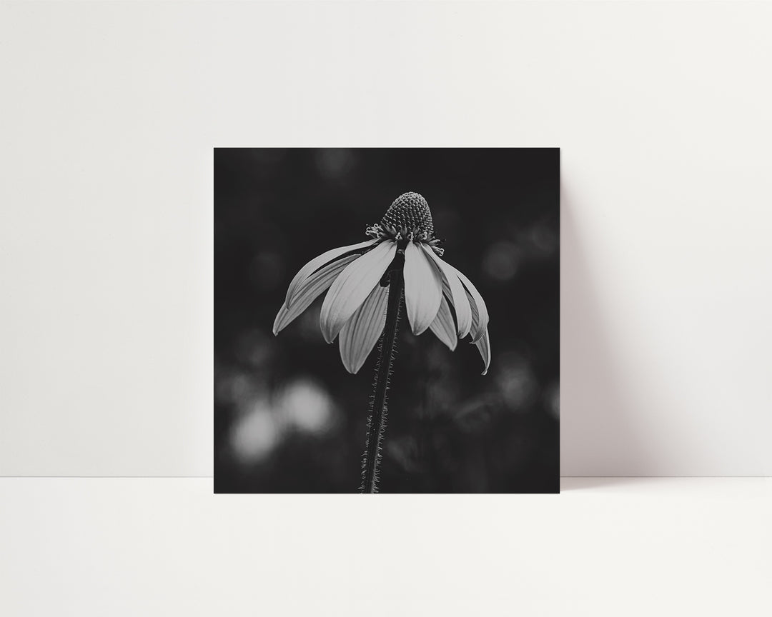 Solitary Bloom – Black & White Botanical Wall Art (Digital Download)