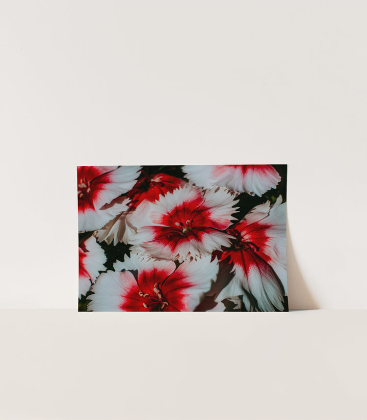 Red Velvet – Romantic Floral Wall Art (Digital Download)