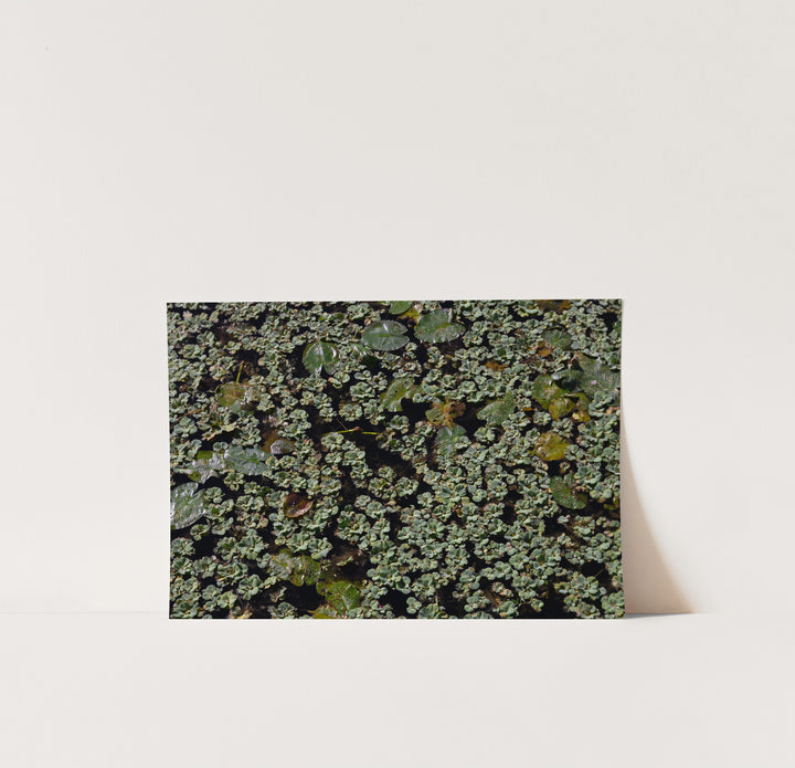 Muted Botanica — Set of 3 Digital Wall Art