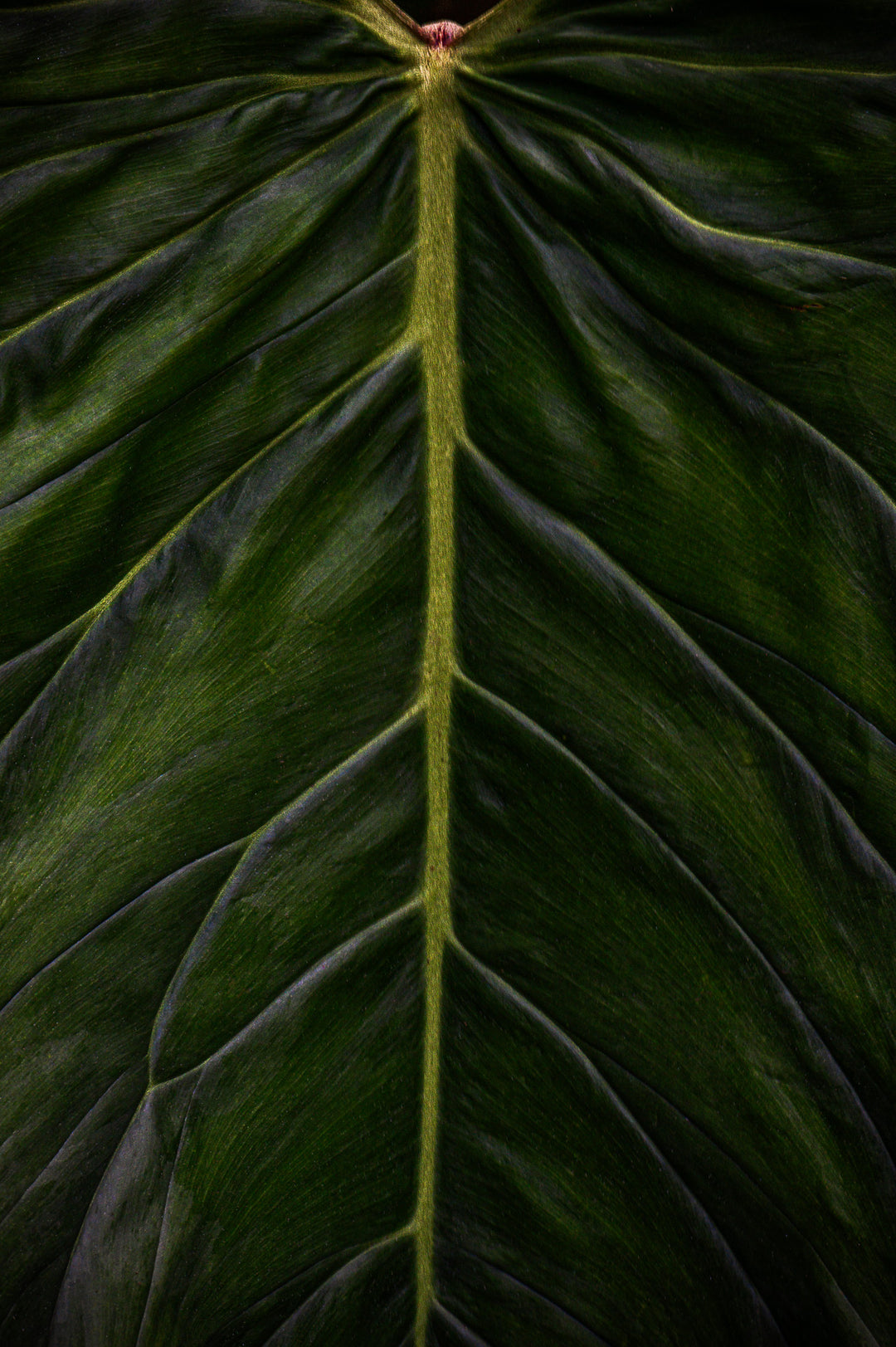 digital art print Close-up of a dark green leaf with a prominent vein