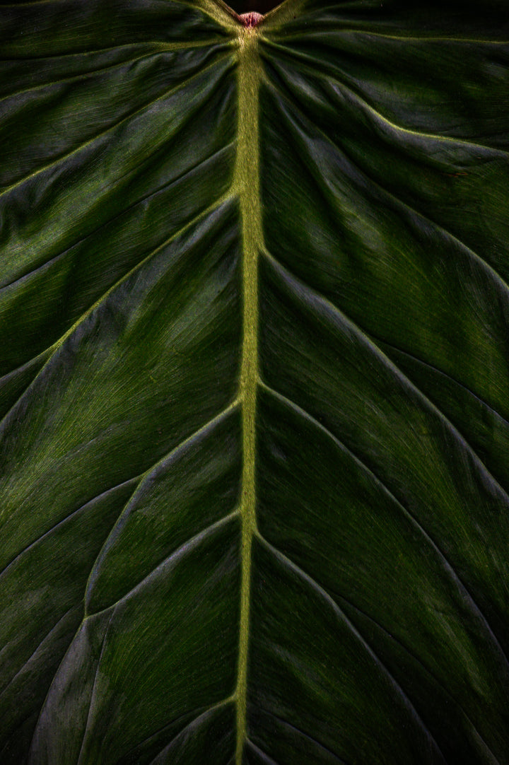 digital art print Close-up of a dark green leaf with a prominent vein