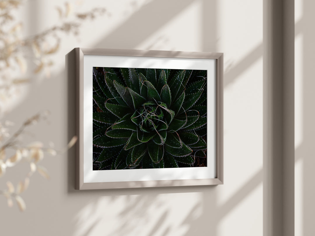 Aloe Unfolding – Moody Botanical Wall Art (Digital Download)