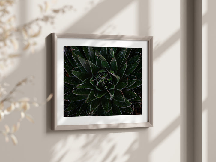 Aloe Unfolding – Moody Botanical Wall Art (Digital Download)