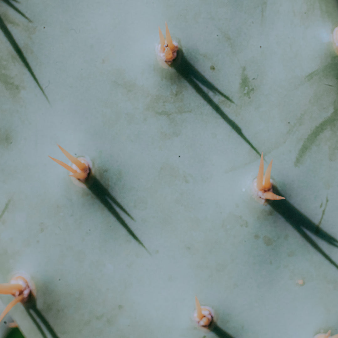 macro photograph of a mint cactus abstract nature botanical print