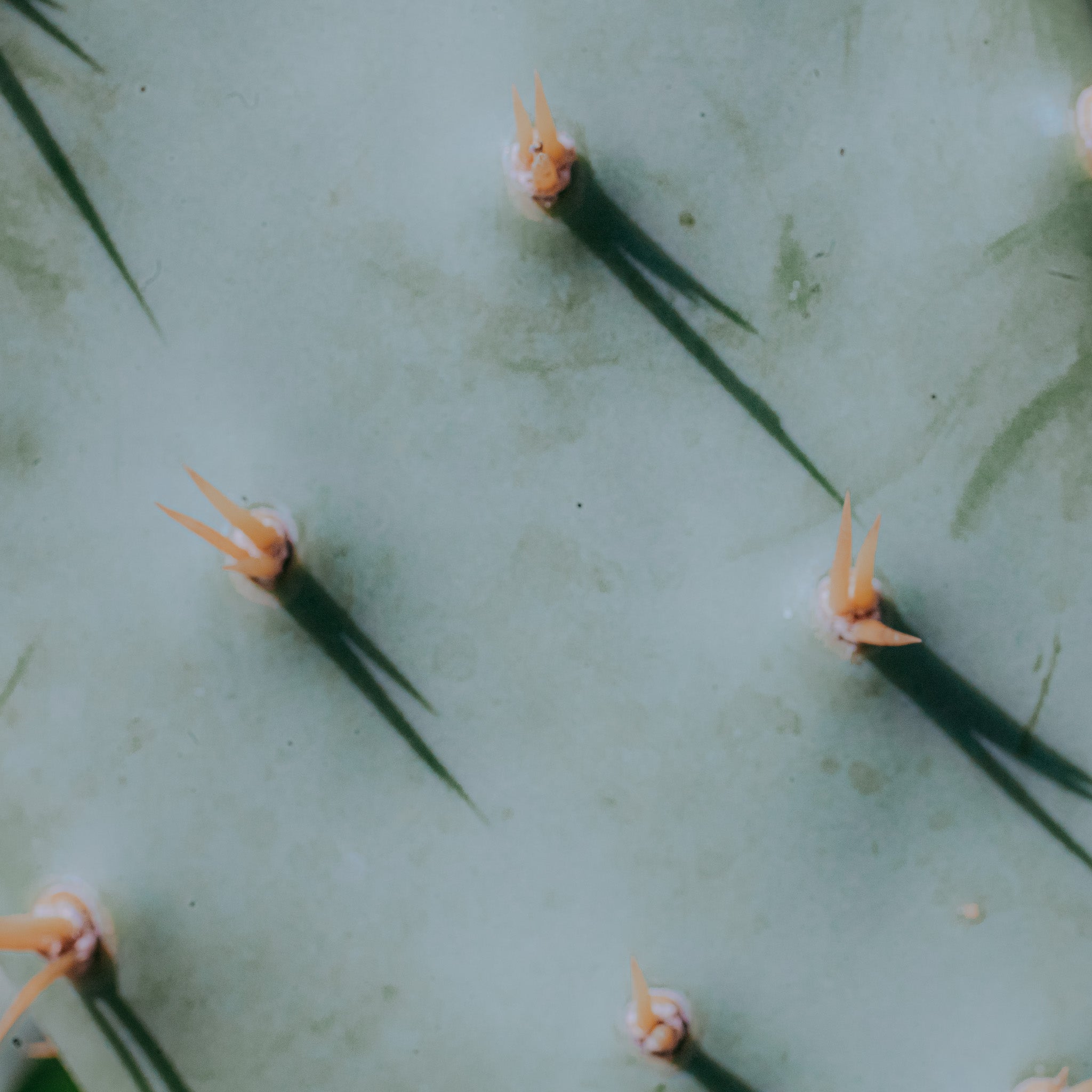 macro photograph of a mint cactus abstract nature botanical print