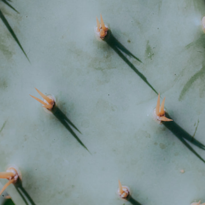 macro photograph of a mint cactus abstract nature botanical print
