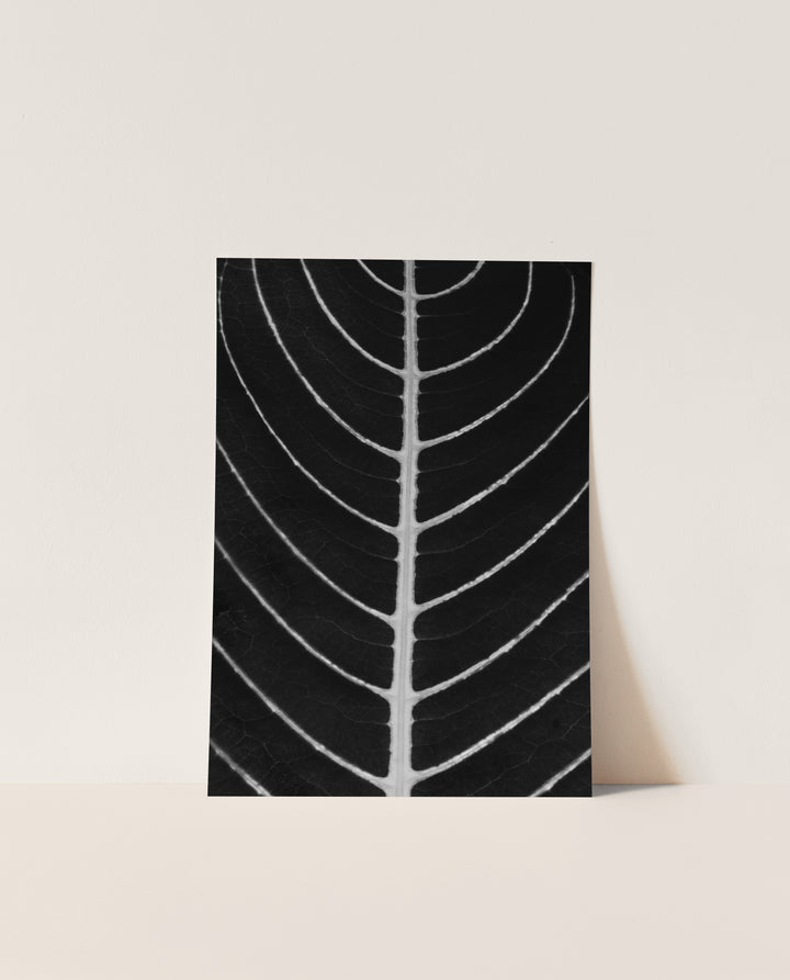 Trace – Black & White Minimalist Leaf Wall Art (Digital Download)